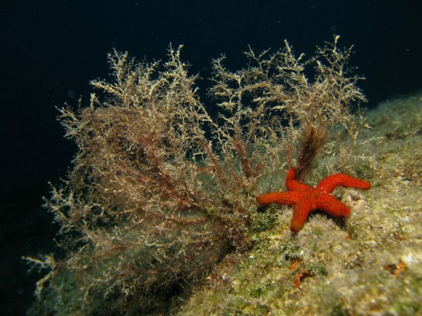Athens: Adventure Dives in Nea Makri for Certified Divers - What the $64 price includes