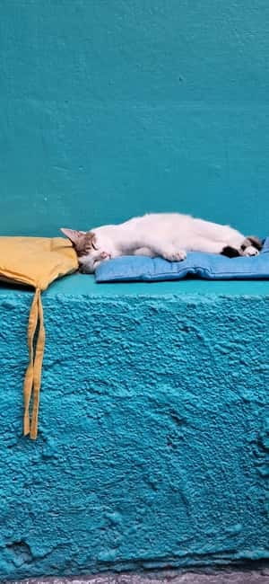 Athens: Cat Cafe Visit with Drink and Sweet - A quiet cat break in central Athens