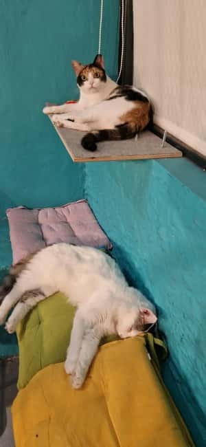 Athens: Cat Cafe Visit with Drink and Sweet - What happens during the 1.5-hour visit
