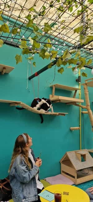 Athens: Cat Cafe Visit with Drink and Sweet - Coffee, tea, smoothies, and a sweet