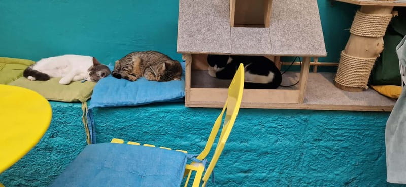Athens: Cat Cafe Visit with Drink and Sweet - Why the small group matters