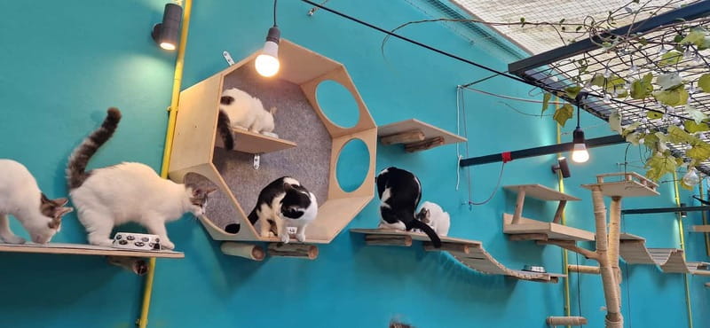 Athens: Cat Cafe Visit with Drink and Sweet - More than coffee and cats