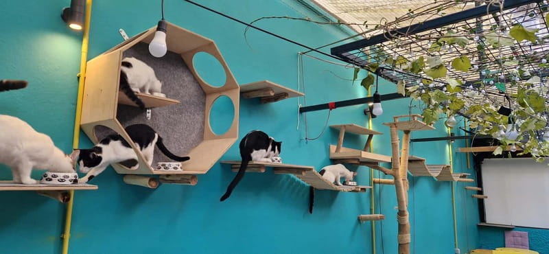 Athens: Cat Cafe Visit with Drink and Sweet - How this compares with a normal Athens stop