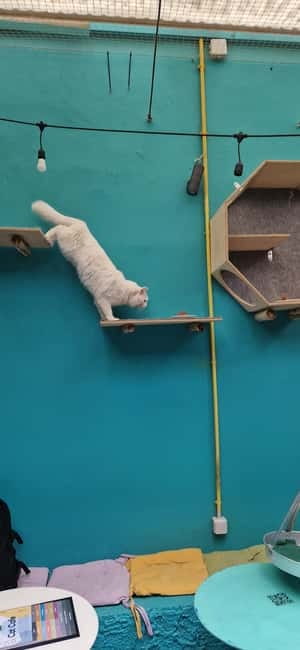 Athens: Cat Cafe Visit with Drink and Sweet - Value at $7.90 per person
