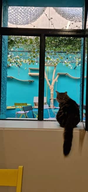 Athens: Cat Cafe Visit with Drink and Sweet - Who should book Cat Café Athens?
