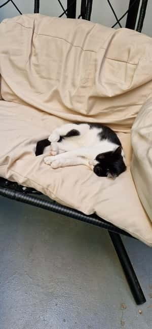 Athens: Cat Cafe Visit with Drink and Sweet - Meeting the cats without rushing them