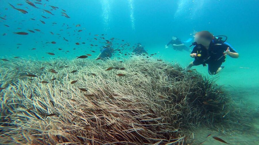 Athens East Coast: Discover Scuba Diving in Nea Makri - Is $106 a fair price?