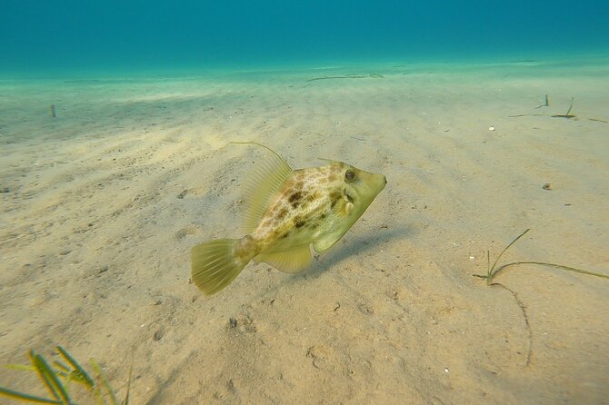 Discover Small Group Scuba Diving Experience in Nea Makri, Athens - Why the four-person limit matters