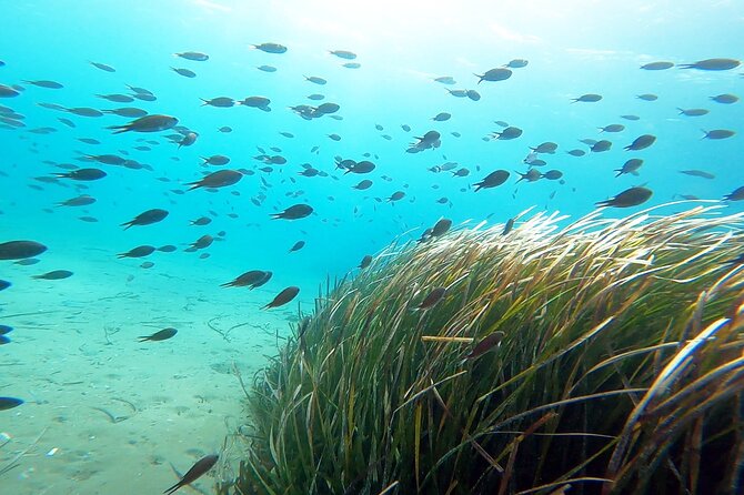 Discover Small Group Scuba Diving Experience in Nea Makri, Athens - Getting to Nea Makri and planning your day