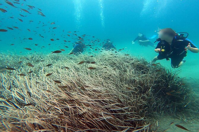 Discover Small Group Scuba Diving Experience in Nea Makri, Athens - Meeting Dimitris and getting comfortable with the gear