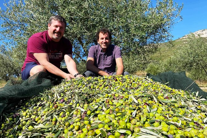 From Athens: Olive Oil Tasting, Olive Grove & Wine Experience - What the wine tasting actually means