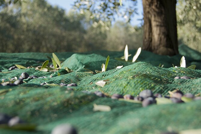 Full-Day Private Tour Corinth and Olive Oil Tasting from Athens - Who should book this private Corinth tour